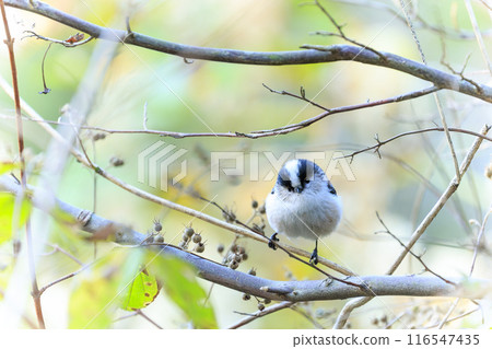秋天的森林風景：長尾山雀棲息在落葉的樹枝上 116547435