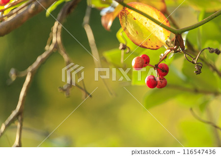 秋天的森林場景:紅色的猿鳥原果實 秋天的森林場景:紅色的猿鳥原果實 116547436