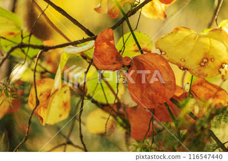 Autumn forest scenery: Yellow leaves of Salvia serrata 116547440