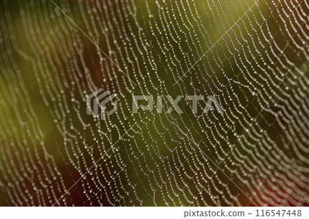 Autumn forest scenery: spider webs and autumn leaves covered in morning dew 116547448