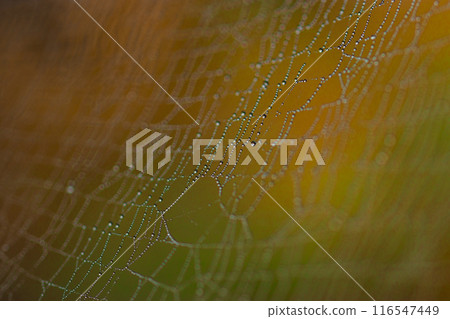 Autumn forest scenery: spider webs and autumn leaves covered in morning dew 116547449