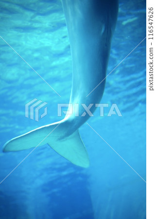 海豚尾巴在水族箱裡游泳 116547626