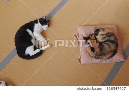 sleeping cat 116547627