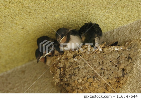 Swallow's chick 116547644