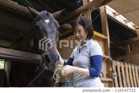 Woman taking care of a horse 116547722