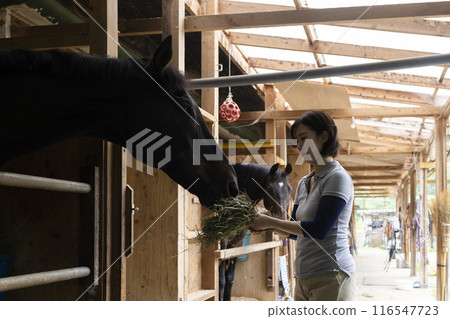 Woman taking care of a horse 116547723