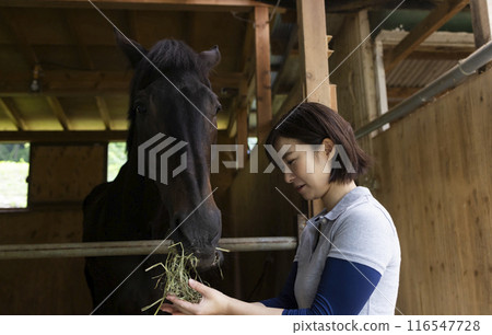 Woman taking care of a horse 116547728
