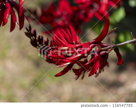 Bright red Eucalyptus edulis blooming in a botanical garden 116547785