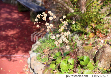 Early spring Japanese silverleaf flowers 116547823