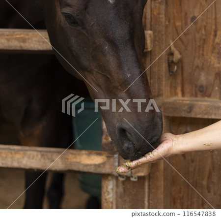 照顧一匹馬的女人 116547838