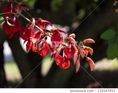 生動的美國 deigo 花在植物園中綻放 116547853