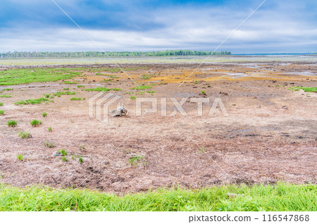 Narawara on the Notsuke Peninsula in Hokkaido 116547868