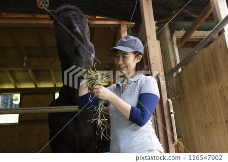 Woman taking care of a horse 116547902