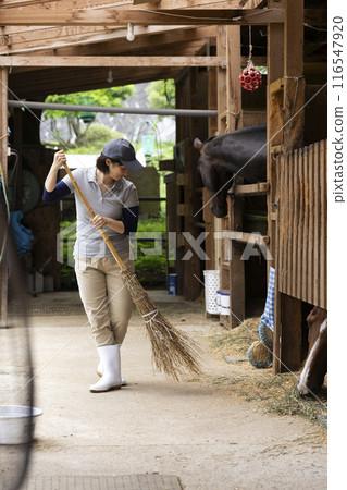 Woman taking care of a horse 116547920