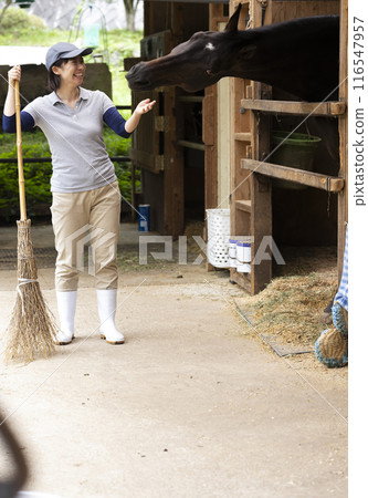 Woman taking care of a horse 116547957