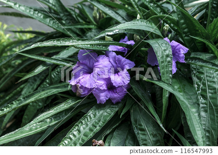 Ruellia Southernstar, a perennial plant native to Mexico, similar to Ruellia 116547993