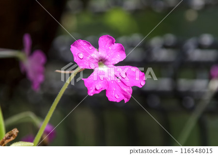 Beautiful petals of the carnivorous pink violet after the rain 116548015