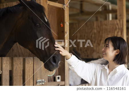 Woman feeding a carrot to a horse Woman feeding a carrot to a horse 116548161