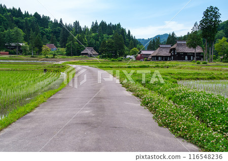 Thatched roof and road Thatched roof and road 116548236