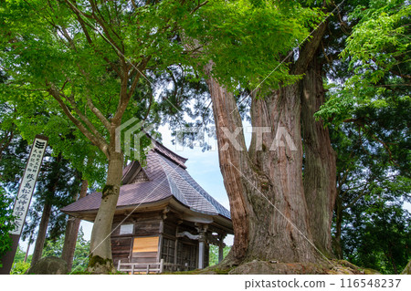 Two Cedars in Kayabuki Village Two Cedars in Kayabuki Village 116548237
