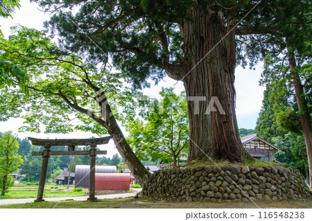 兩棵雪松和茅草屋頂 116548238