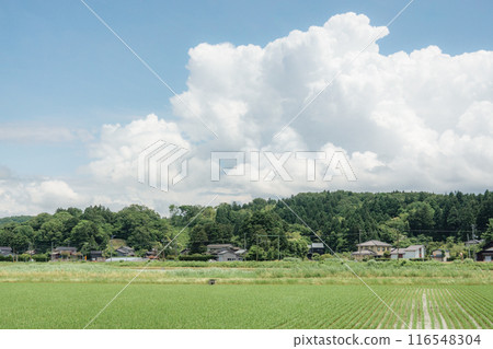 Country landscape in summer 116548304