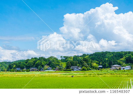 Country landscape in summer Country landscape in summer 116548307