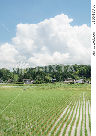 Country landscape in summer 116548310