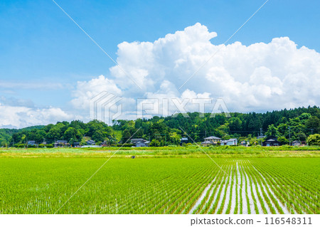 Country landscape in summer 116548311