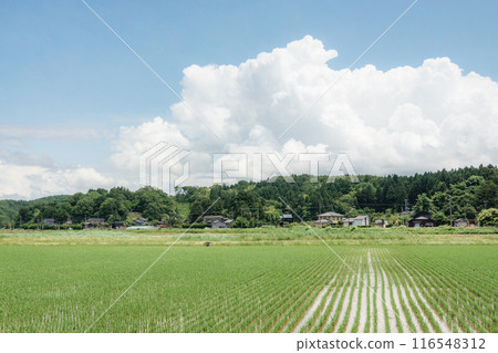 國家景觀在夏天 國家景觀在夏天 116548312