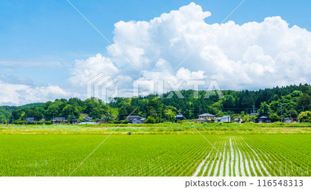 國家景觀在夏天 國家景觀在夏天 116548313