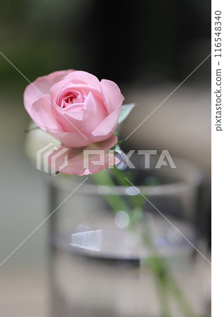 Roses on the table Roses on the table 116548340