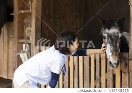 Veterinarian examining a horse 116548365