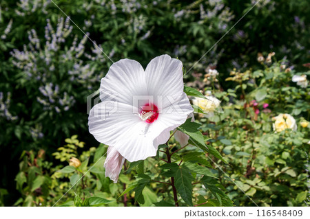 Titanbicus 桃白【多年生木槿】 116548409