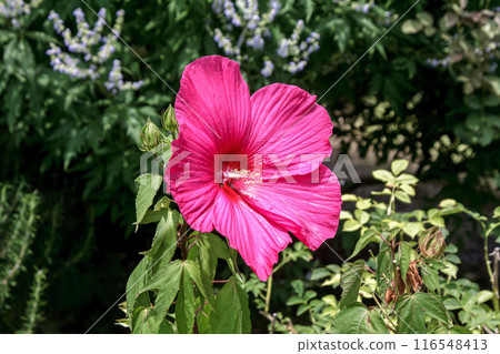 Titanbicus 亮紅 [多年生木槿] 116548413