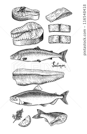 Fish sketch. Salmon fillet, ink hand drawn vector illustration. Steaks slices. Fresh product Fish sketch. Salmon fillet, ink hand drawn vector illustration. Steaks slices. Fresh product 116548418