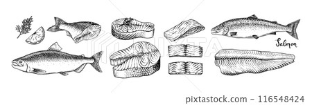 Fish sketch. Salmon fillet, ink hand drawn vector illustration. Steaks slices. Fresh product 116548424