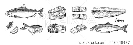 Fish sketch. Salmon fillet, ink hand drawn vector illustration. Steaks slices. Fresh product Fish sketch. Salmon fillet, ink hand drawn vector illustration. Steaks slices. Fresh product 116548427