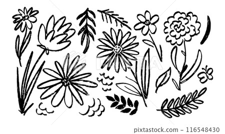 Chamomile hand drawn. Ink drawing wild plants. Flowers, herbs and plants, botanical rough line Chamomile hand drawn. Ink drawing wild plants. Flowers, herbs and plants, botanical rough line 116548430