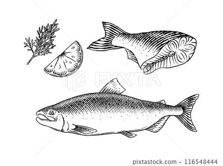 Fish sketch. Salmon fillet, ink hand drawn vector illustration. Steaks slices. Fresh product Fish sketch. Salmon fillet, ink hand drawn vector illustration. Steaks slices. Fresh product 116548444