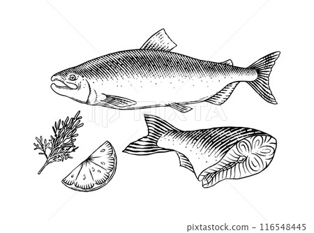 Fish sketch. Salmon fillet, ink hand drawn vector illustration. Steaks slices. Fresh product 116548445