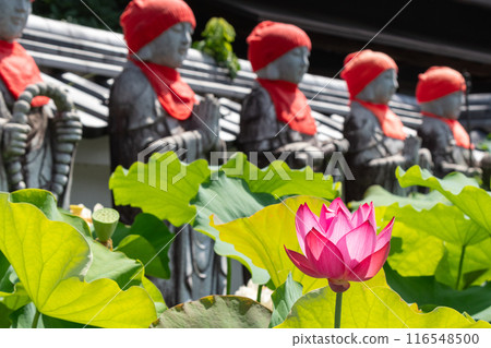 岐阜縣中津川市安藝市的蓮花(延養天)和地藏像 岐阜縣中津川市安藝市的蓮花(延養天)和地藏像 116548500