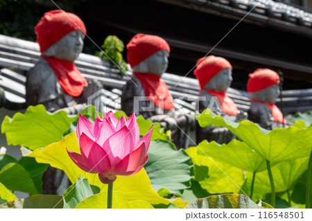 岐阜縣中津川市安藝市的蓮花(延養天)和地藏像 岐阜縣中津川市安藝市的蓮花(延養天)和地藏像 116548501