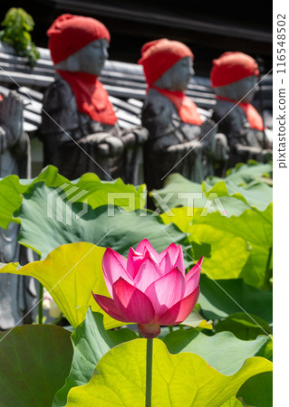 Lotus flower (Enyoten) and Jizo statue, Aki, Nakatsugawa City, Gifu Prefecture 116548502