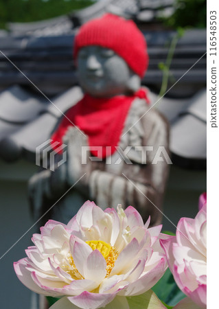 Lotus flowers and Jizo (Aki, Nakatsugawa City, Gifu Prefecture) 116548503