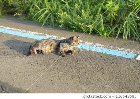 tabby cat lying on the roadside tabby cat lying on the roadside 116548583