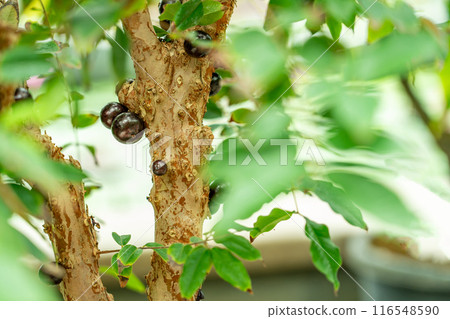 Jabuticaba fruit growing in the greenhouse Lotus building of Mizunomori Water Botanical Garden, Kusatsu City, Shiga Prefecture 116548590