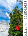 Hibiscus in a tourist commercial facility 116548628