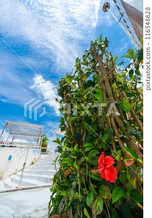 Hibiscus in a tourist commercial facility 116548628
