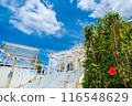 Hibiscus in a tourist commercial facility 116548629